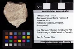 Foto (Objket + Etiketten) von Gastrosacus torosus (Robins, Feldmann & Schweitzer, 2013) 